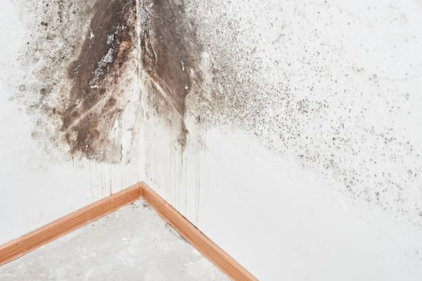 Best Attic Mold Removal  in Tunnel Hill, GA